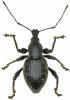 Otiorhynchus hungaricus